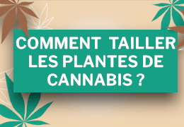 Comment tailler les plantes de Cannabis ?