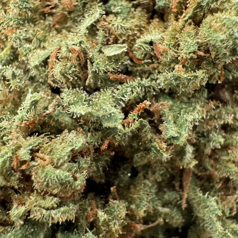 Jack Herrer Greenhouse CBD 11% – Image 4