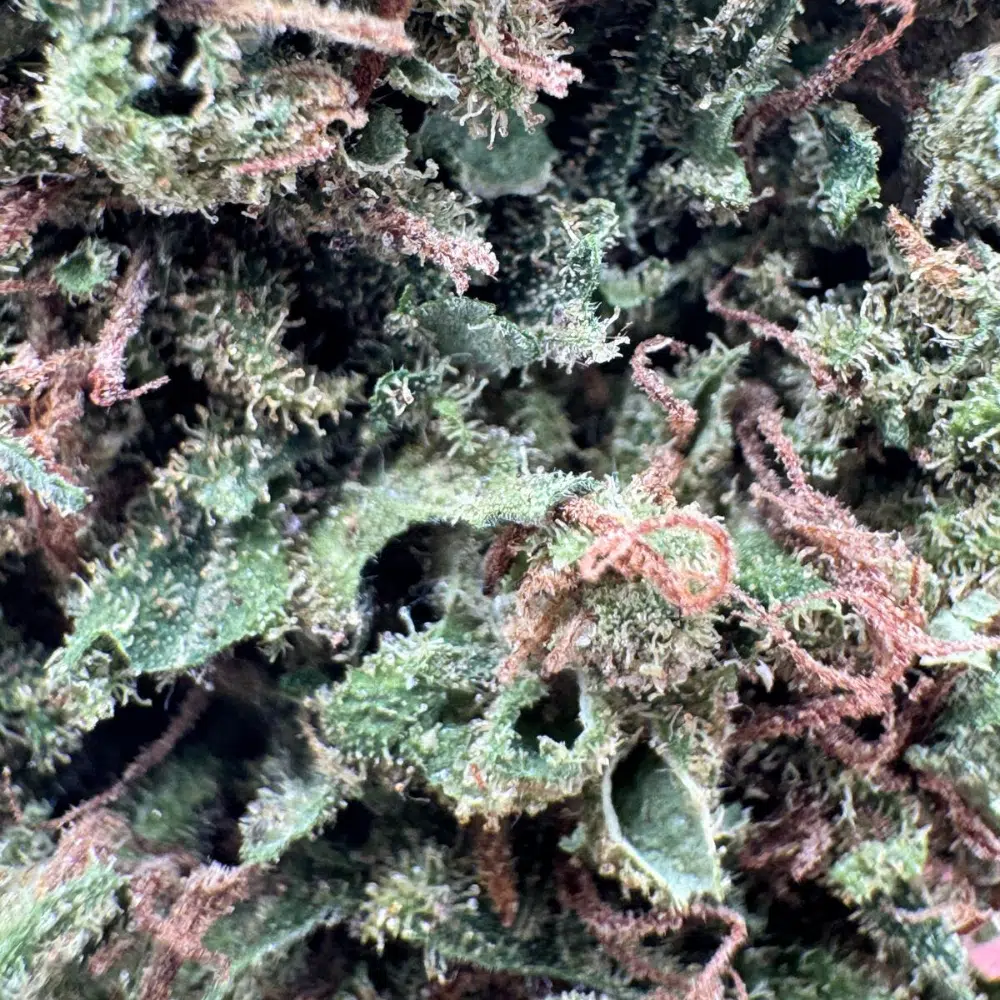 Super Silver Haze Indoor CBD 20% – Image 4