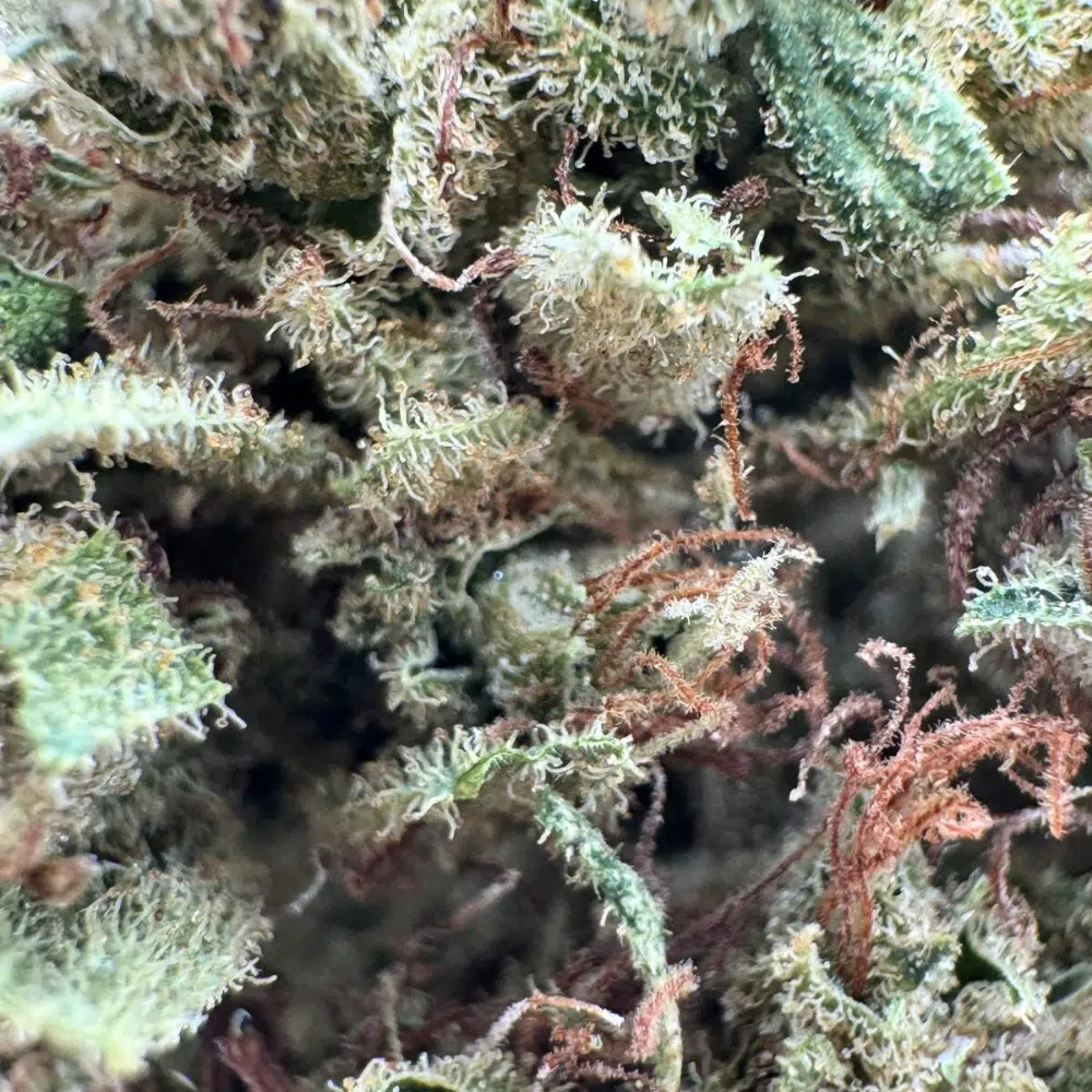 Tropical Haze Indoor CBD 20% – Image 4