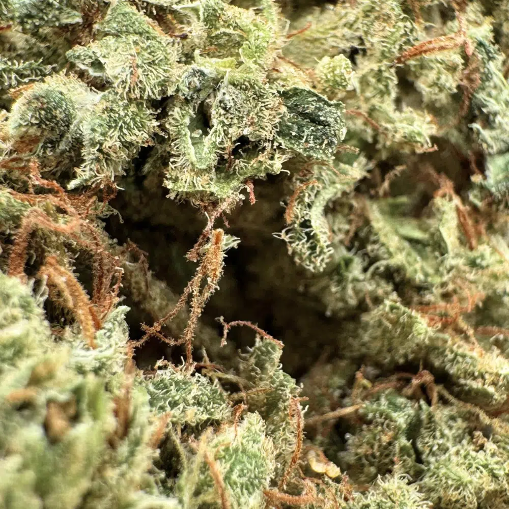 White Widow Indoor CBD 20% – Image 4