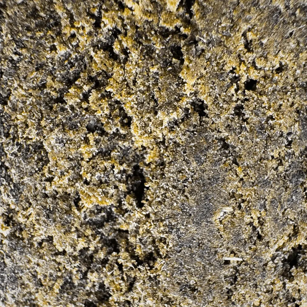 Shiva Skunk CBNo 22% – Image 4