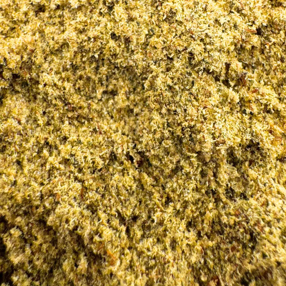 Triple Gold 3X Filtré – Image 4