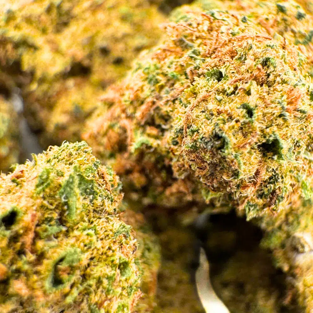 Small Buds Indoor CBD 10% – Image 4