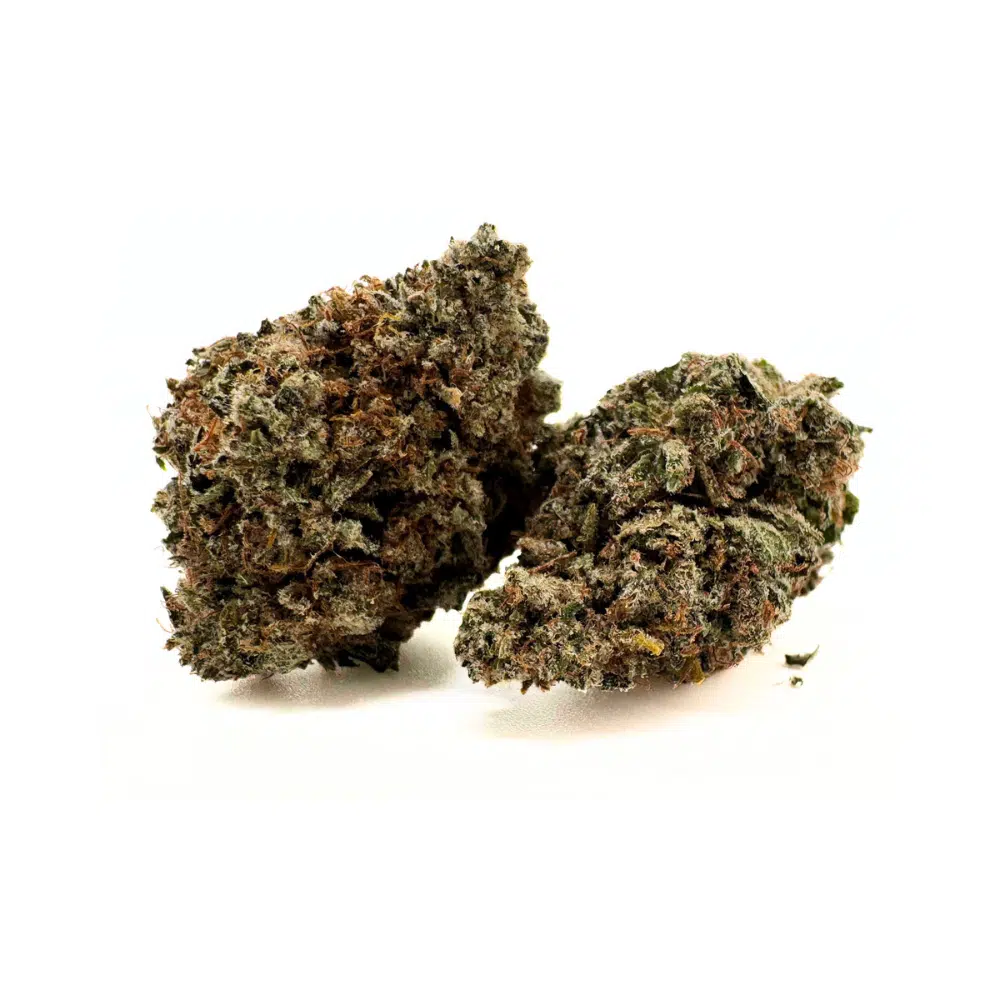 Mango Haze Hydroponie Indoor – Image 3