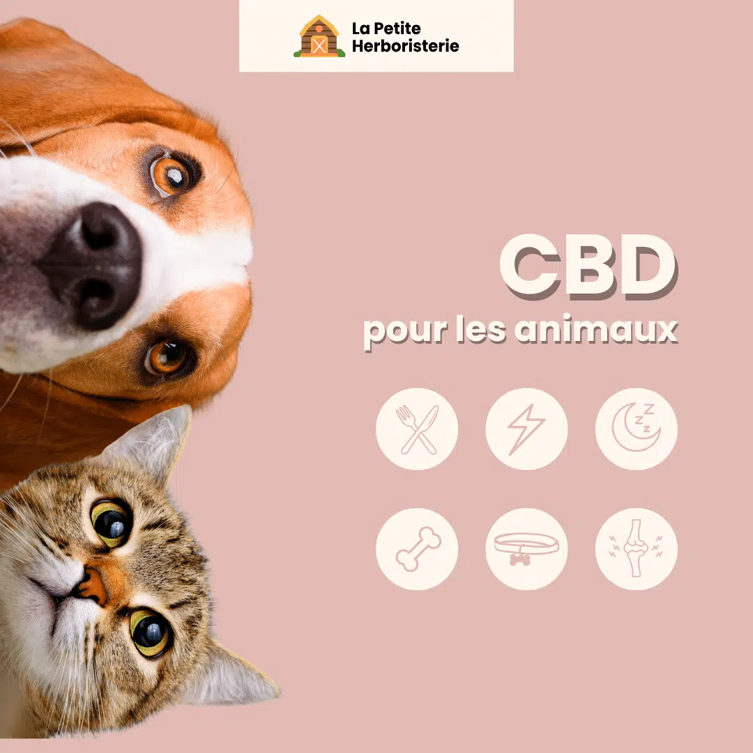 Infographie CBD pour les animaux : stress, appétit, arthrose, sommeil