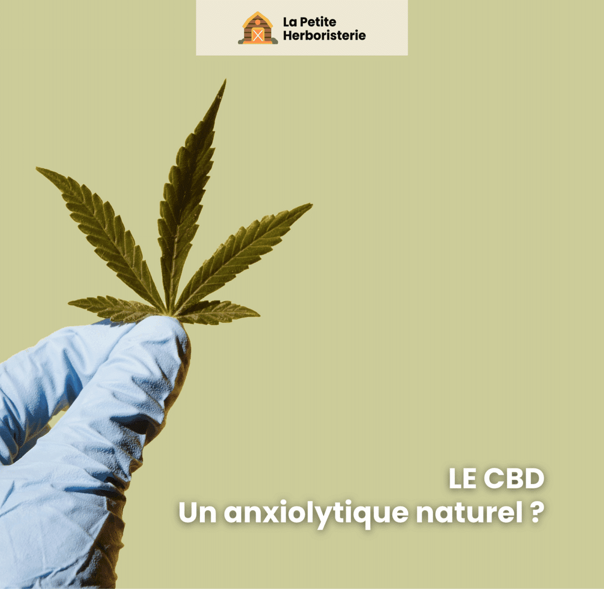 CBD anxiolytique naturel feuille de chanvre