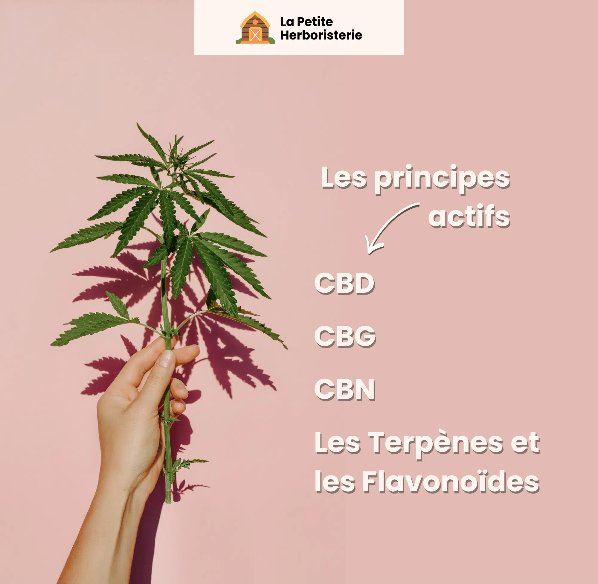Principes actifs du chanvre : cbd, cbn, cbg, terpènes et flavonoïdes