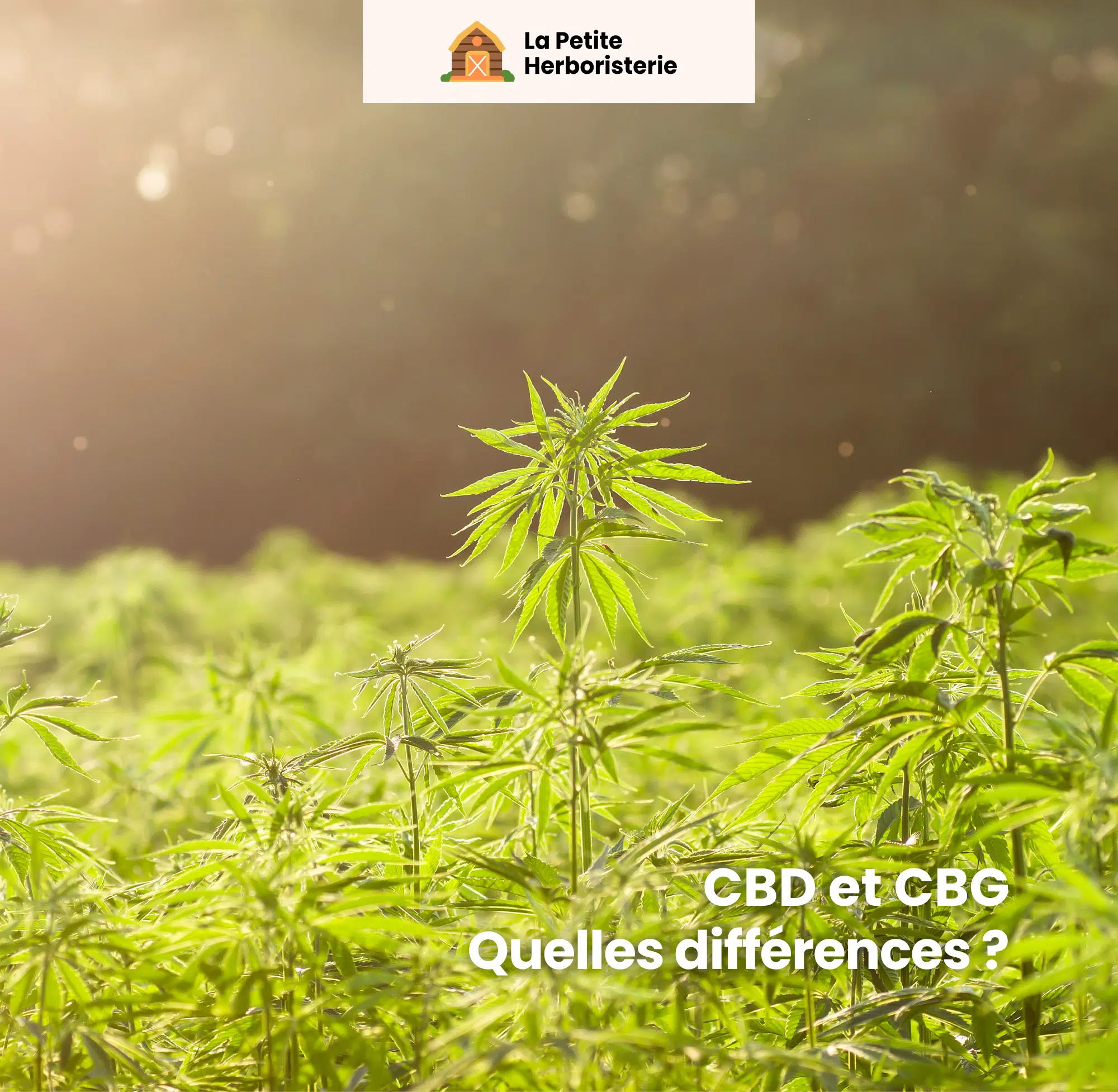 Quelles sont les différences entre le CBD et le CBG
