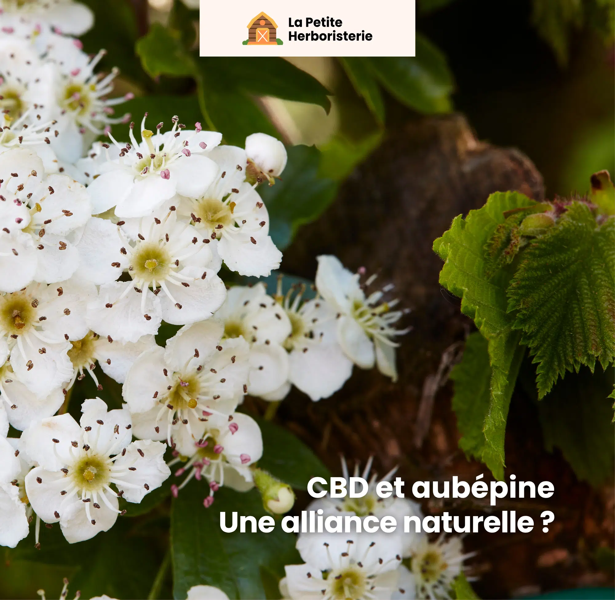 CBD et aubépine une alliance naturelle