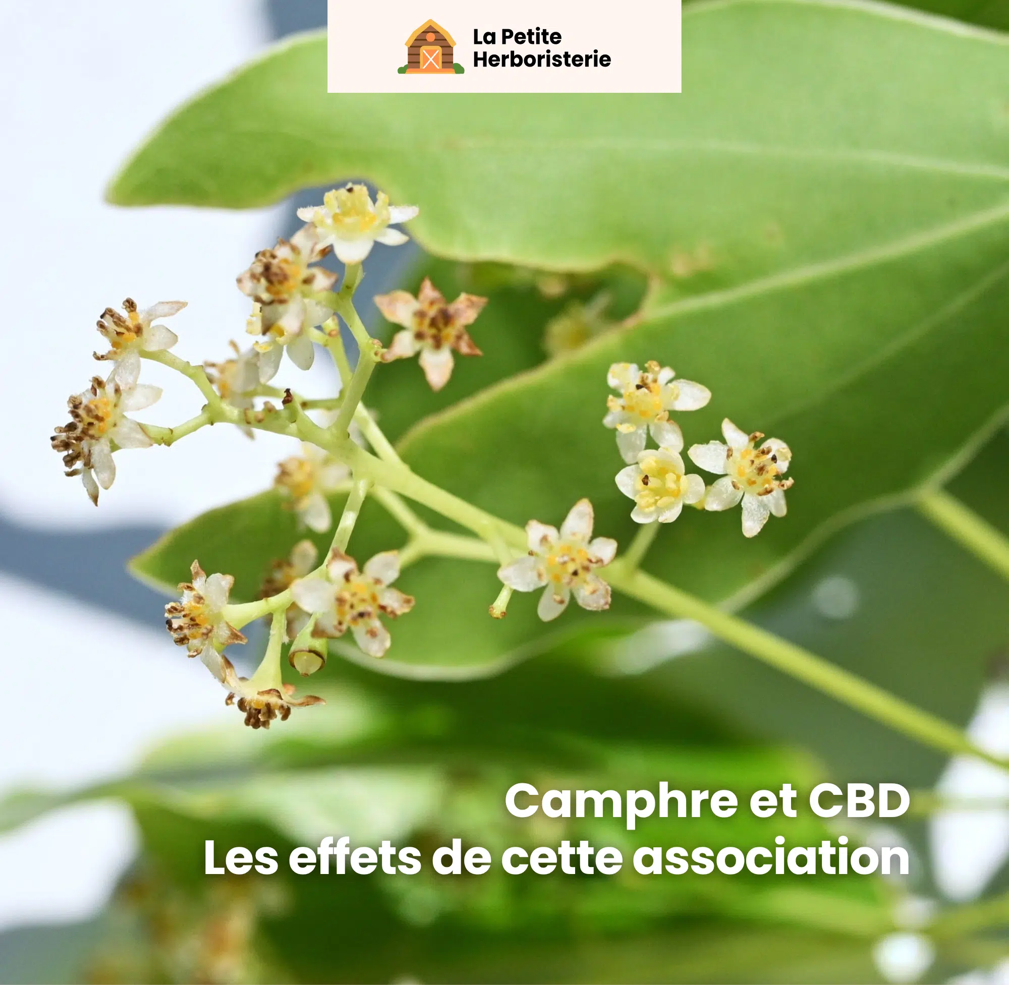 Camphre et CBD quels sont les effets de cette association