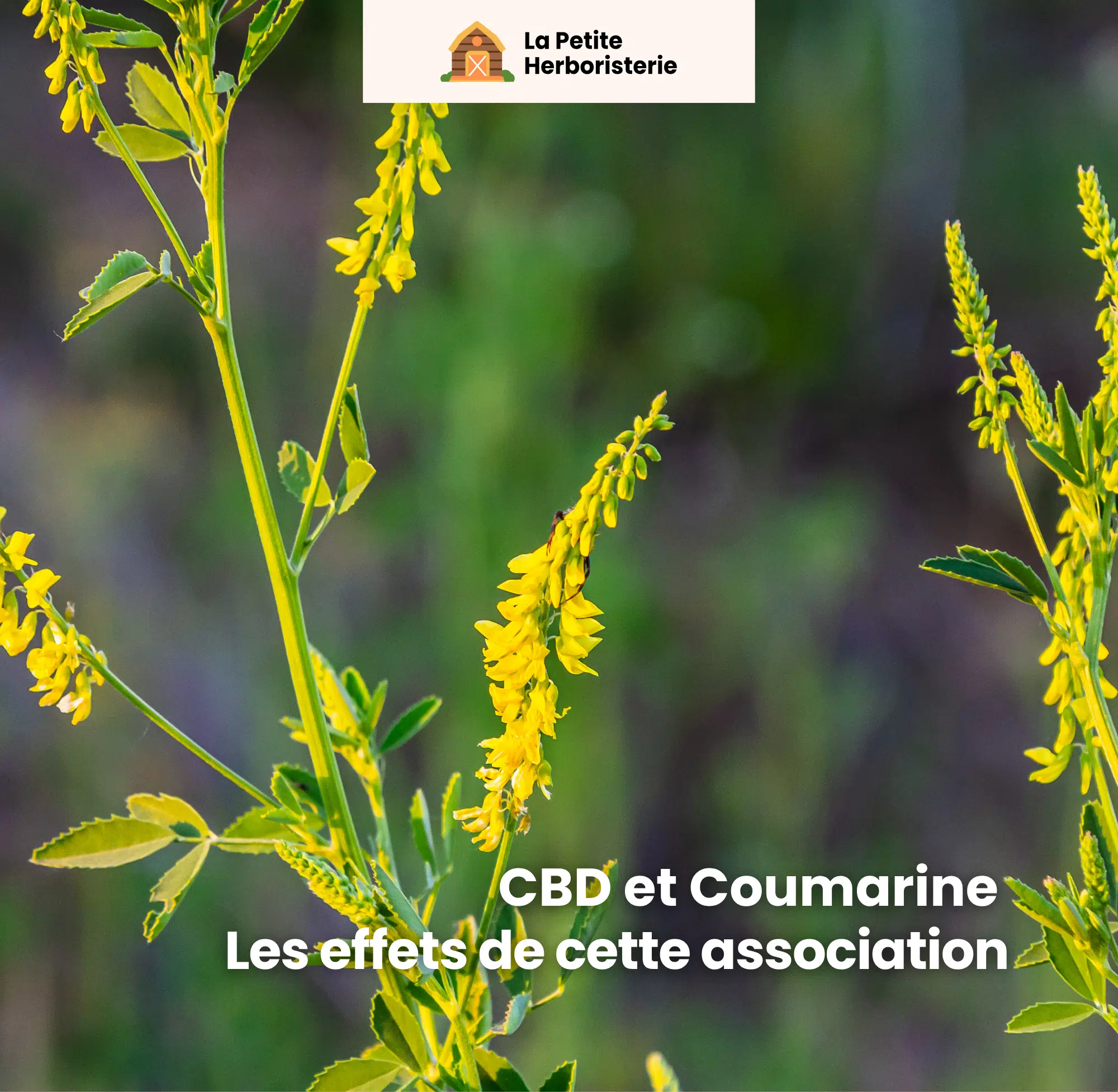 CBD et coumarine quels sont les effets de cette association