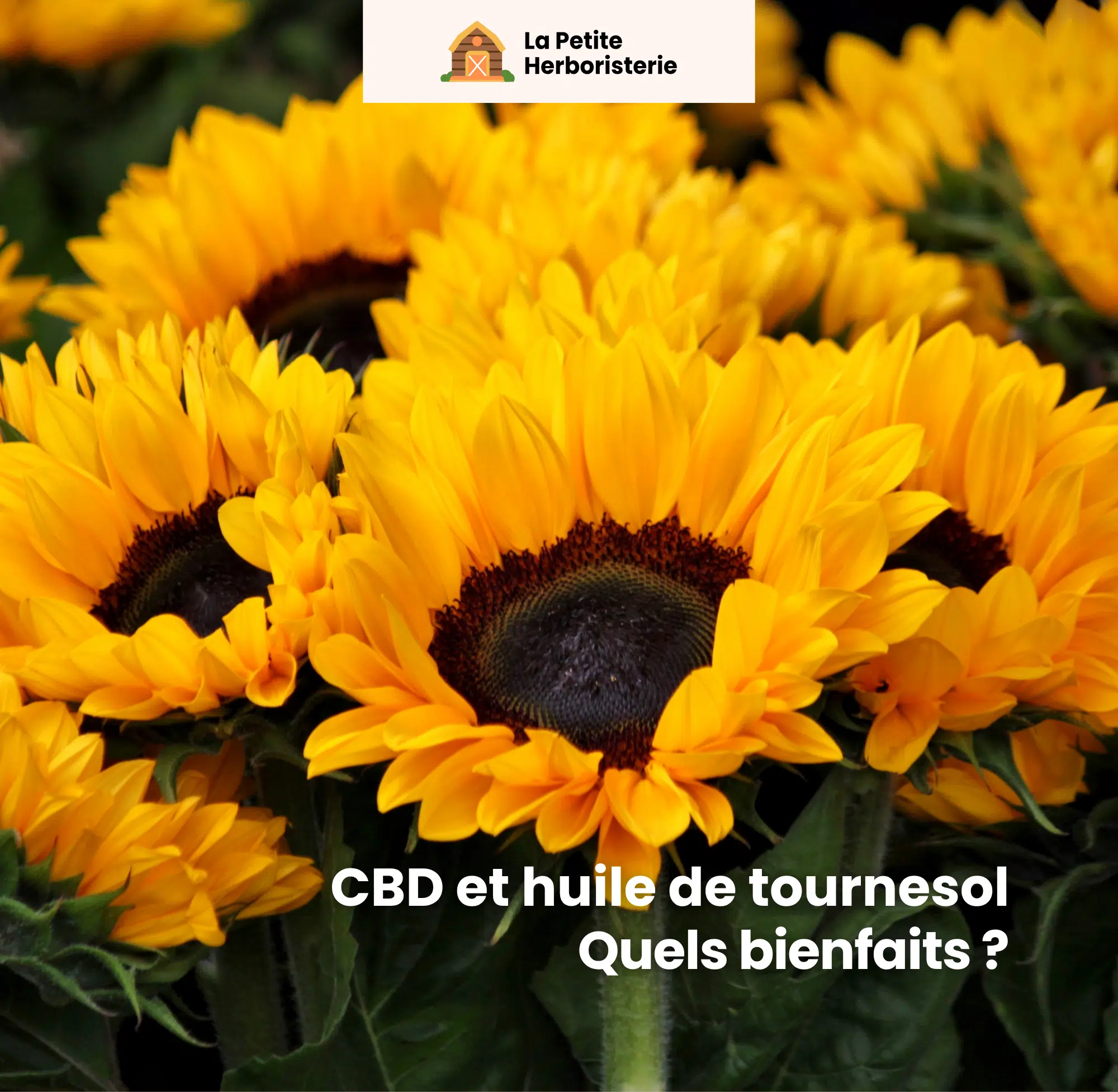 CBD et huile de tournesol quels bienfaits