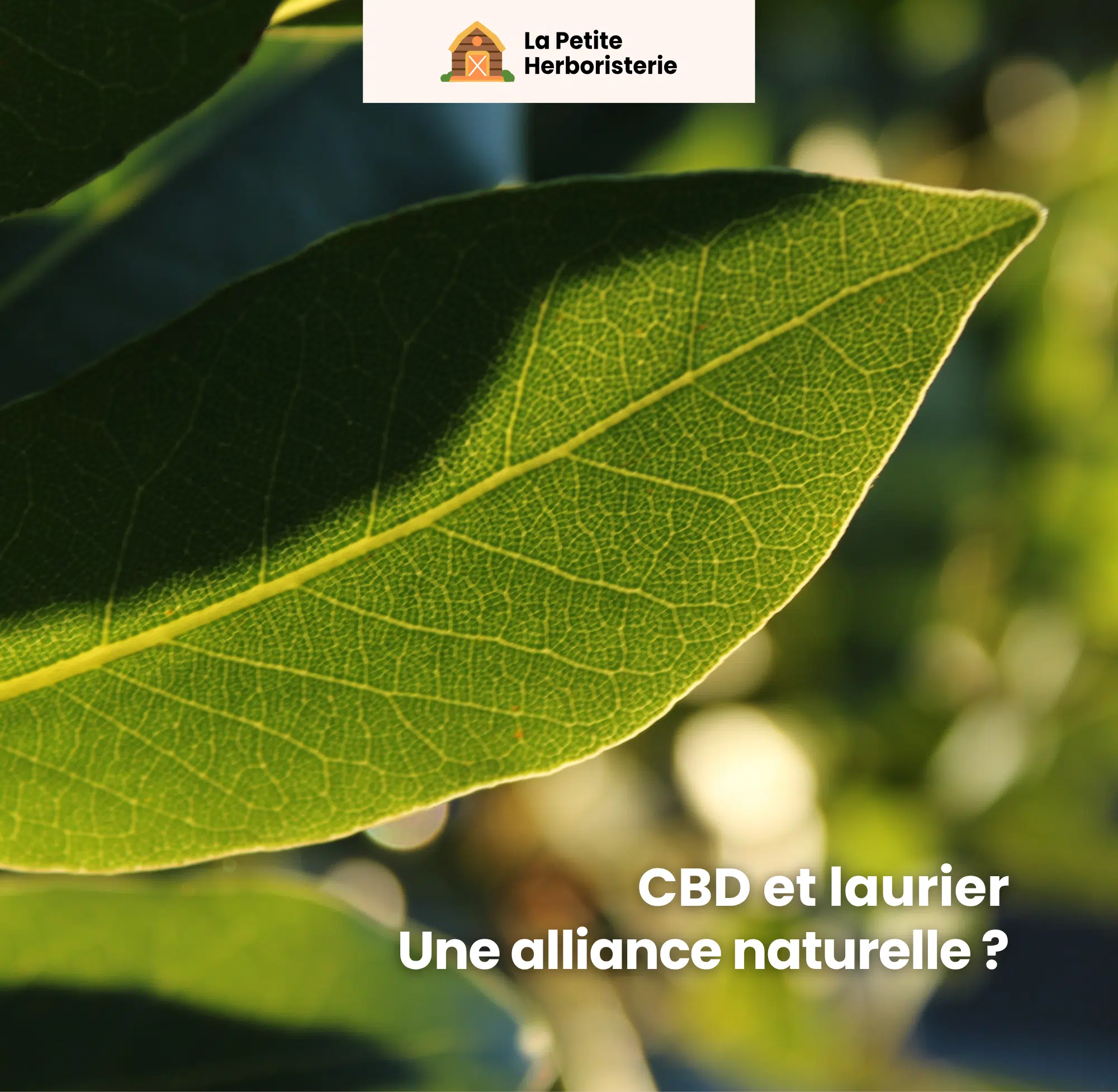 CBD et laurier quels sont les bienfaits