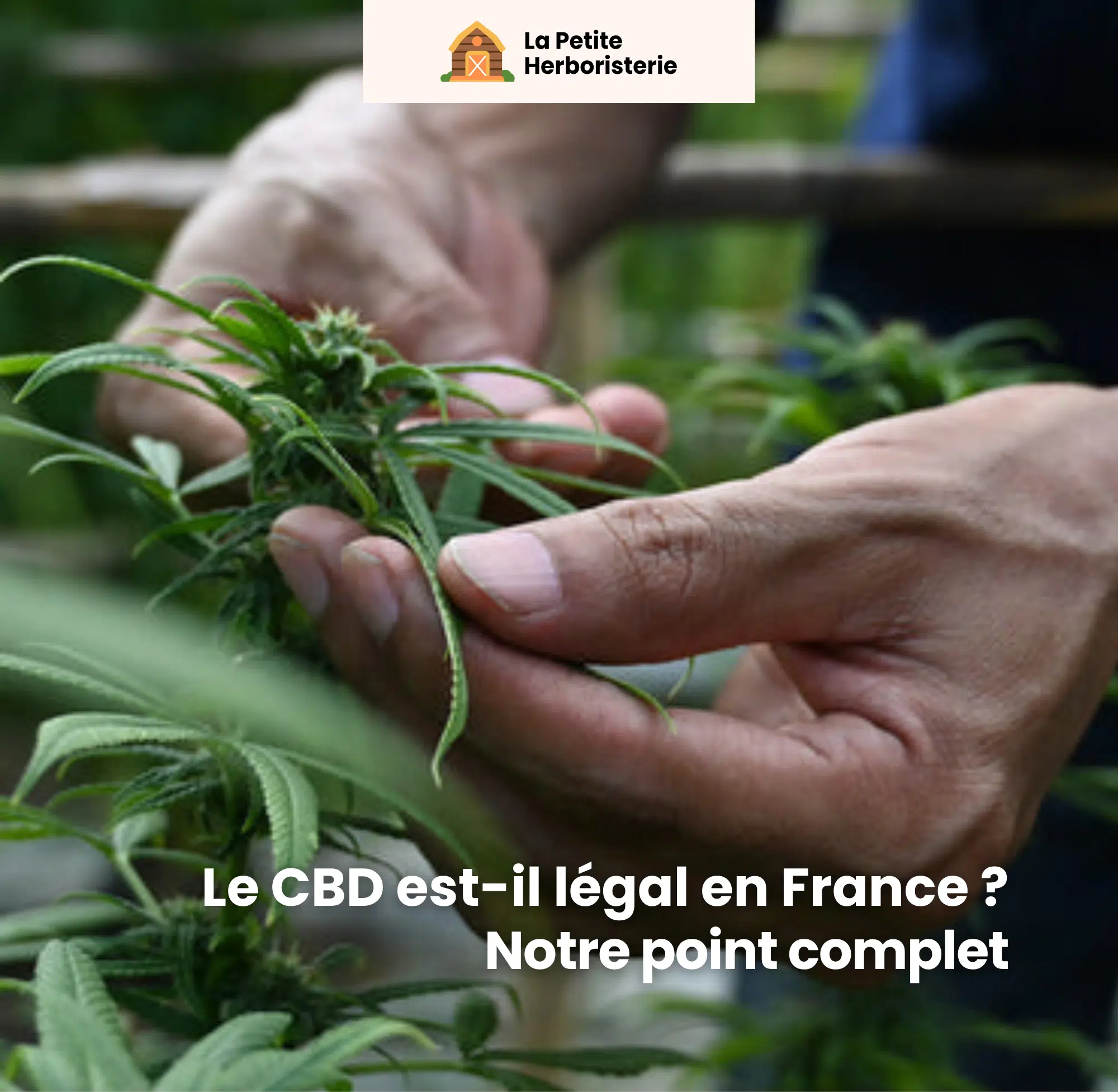 Tout savoir sur la légalité du CBD en France