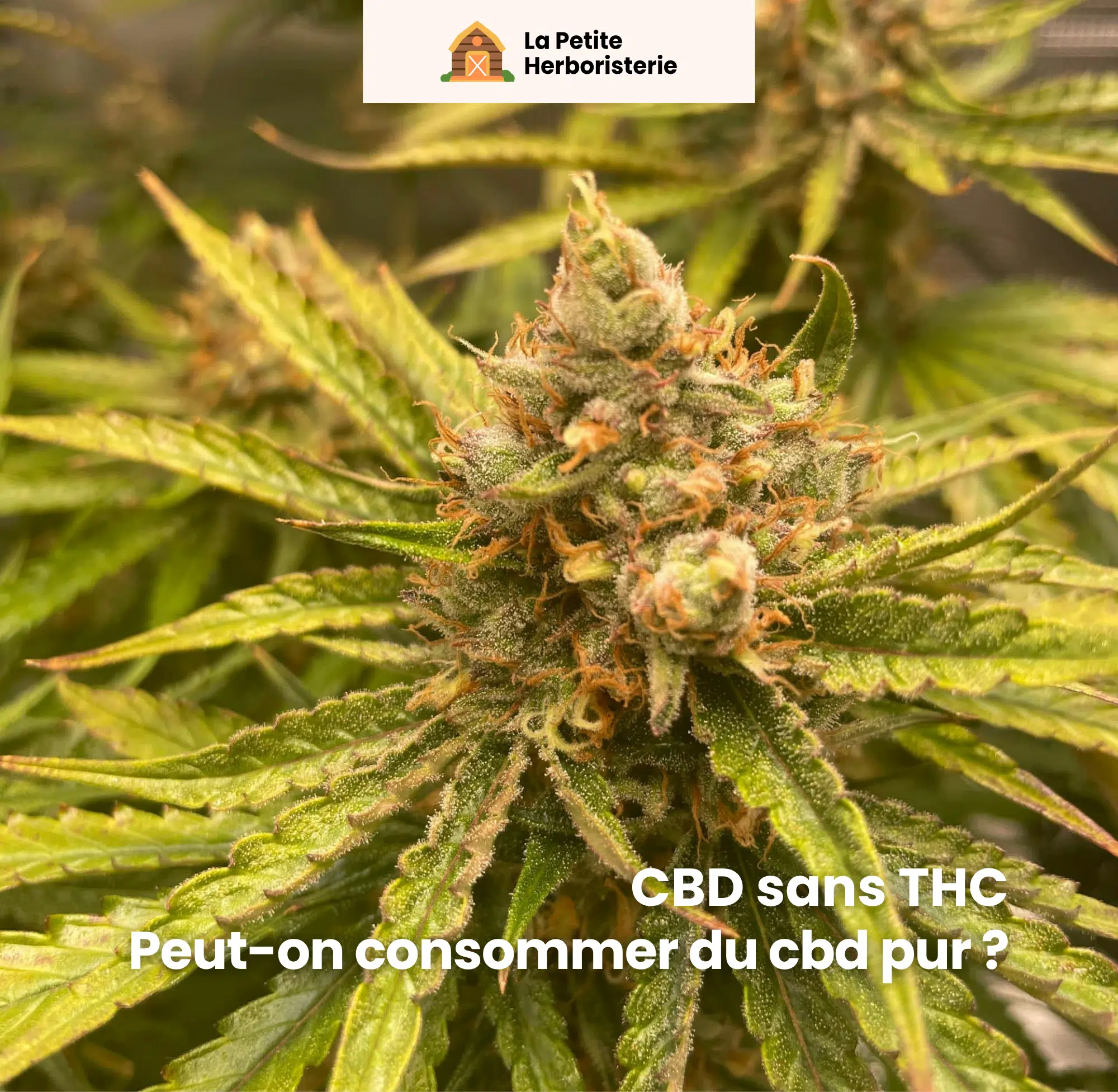 CBD sans THC c'est possible