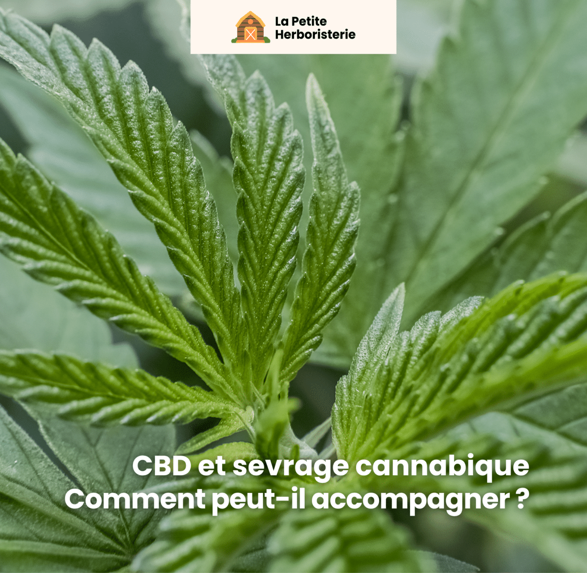 Comment le CBD accompagne le sevrage cannabis