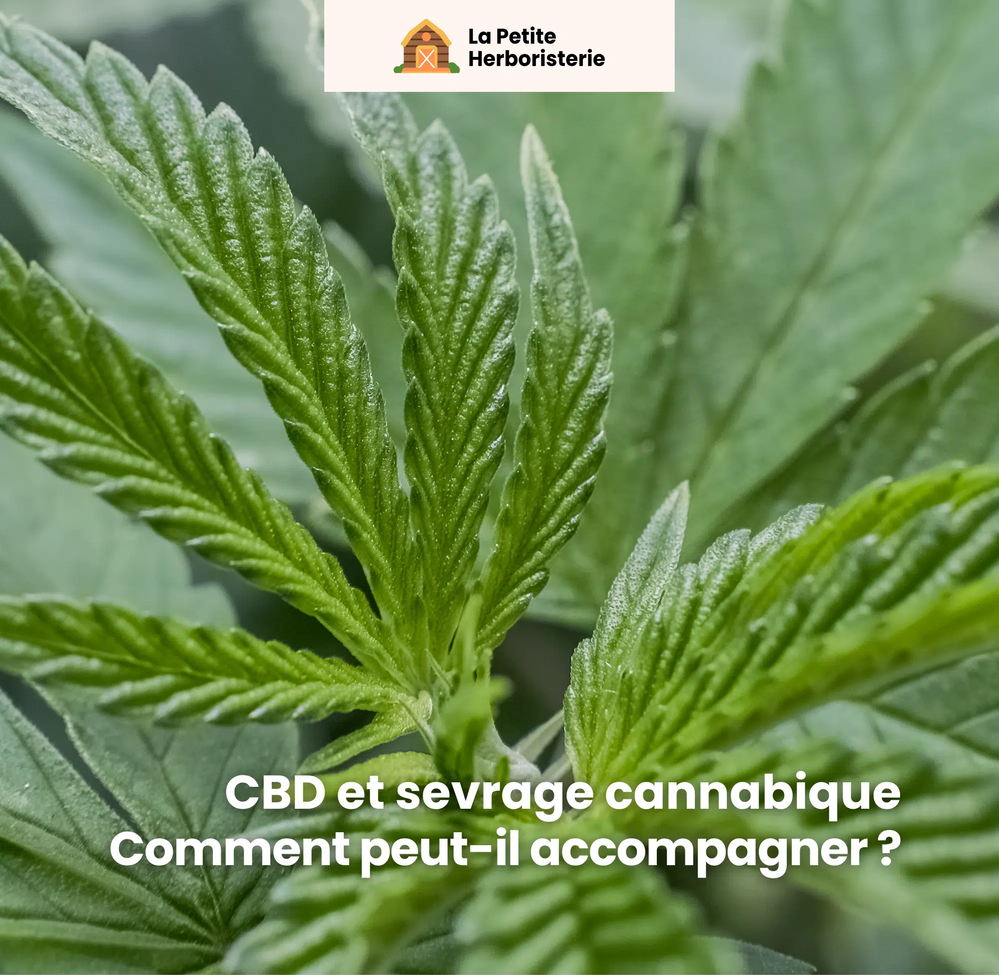 Comment le CBD accompagne le sevrage cannabis