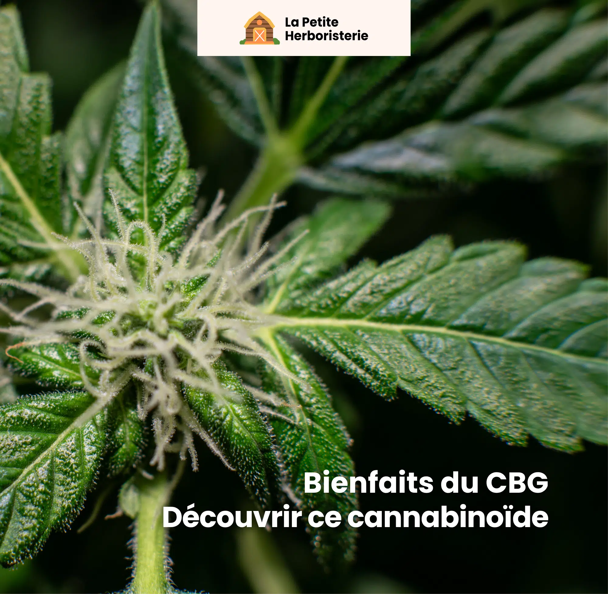 Bienfaits du CBG