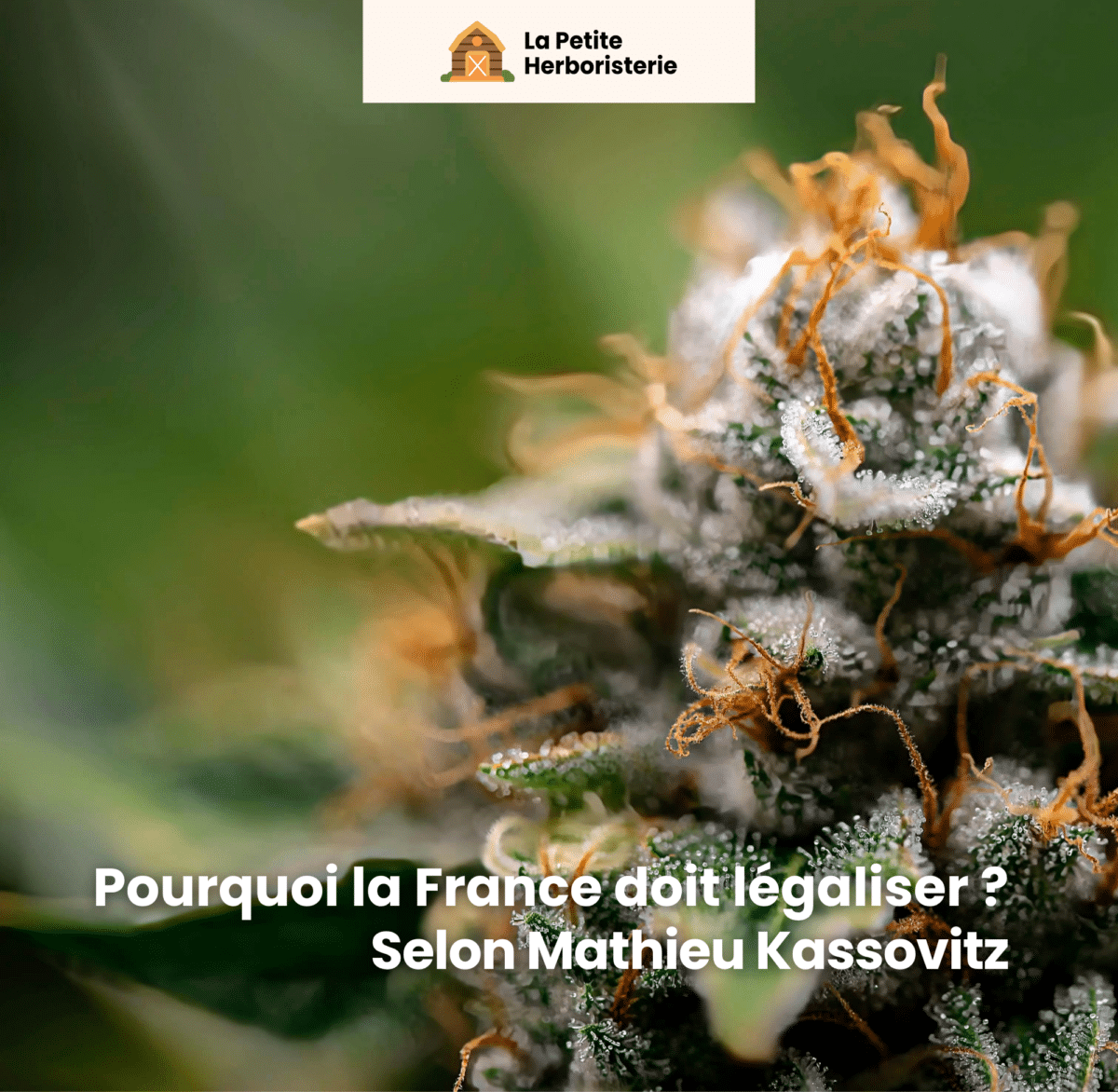 Pourquoi la France doit légaliser le cannabis : Selon le documentaire de Mathieu Kassovitz