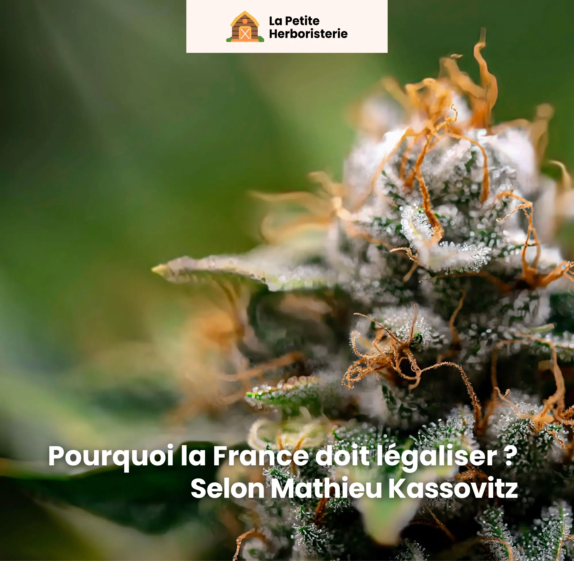 Pourquoi la France doit légaliser le cannabis : Selon le documentaire de Mathieu Kassovitz