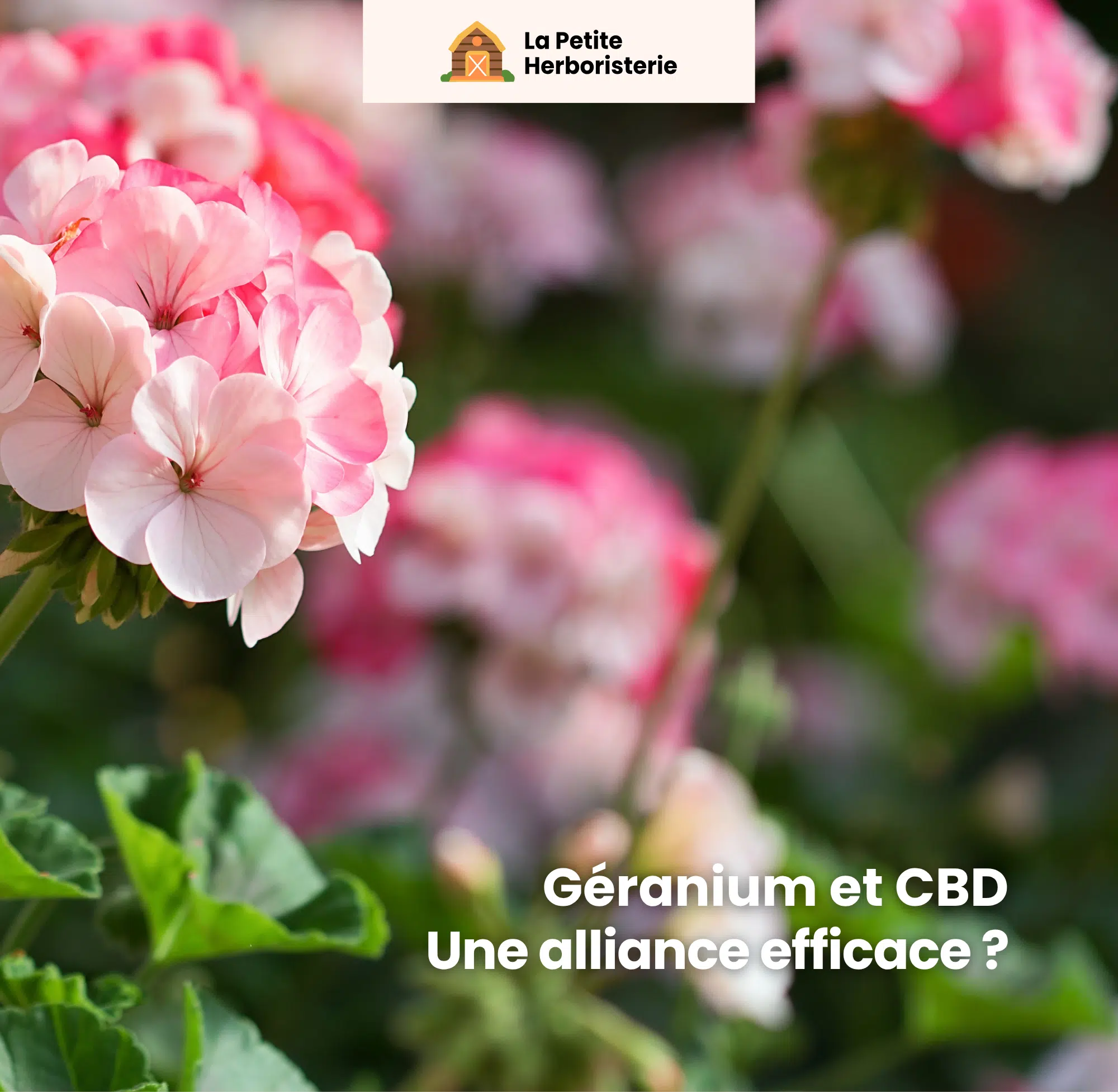 Géranium et CBD est-ce une alliance efficace