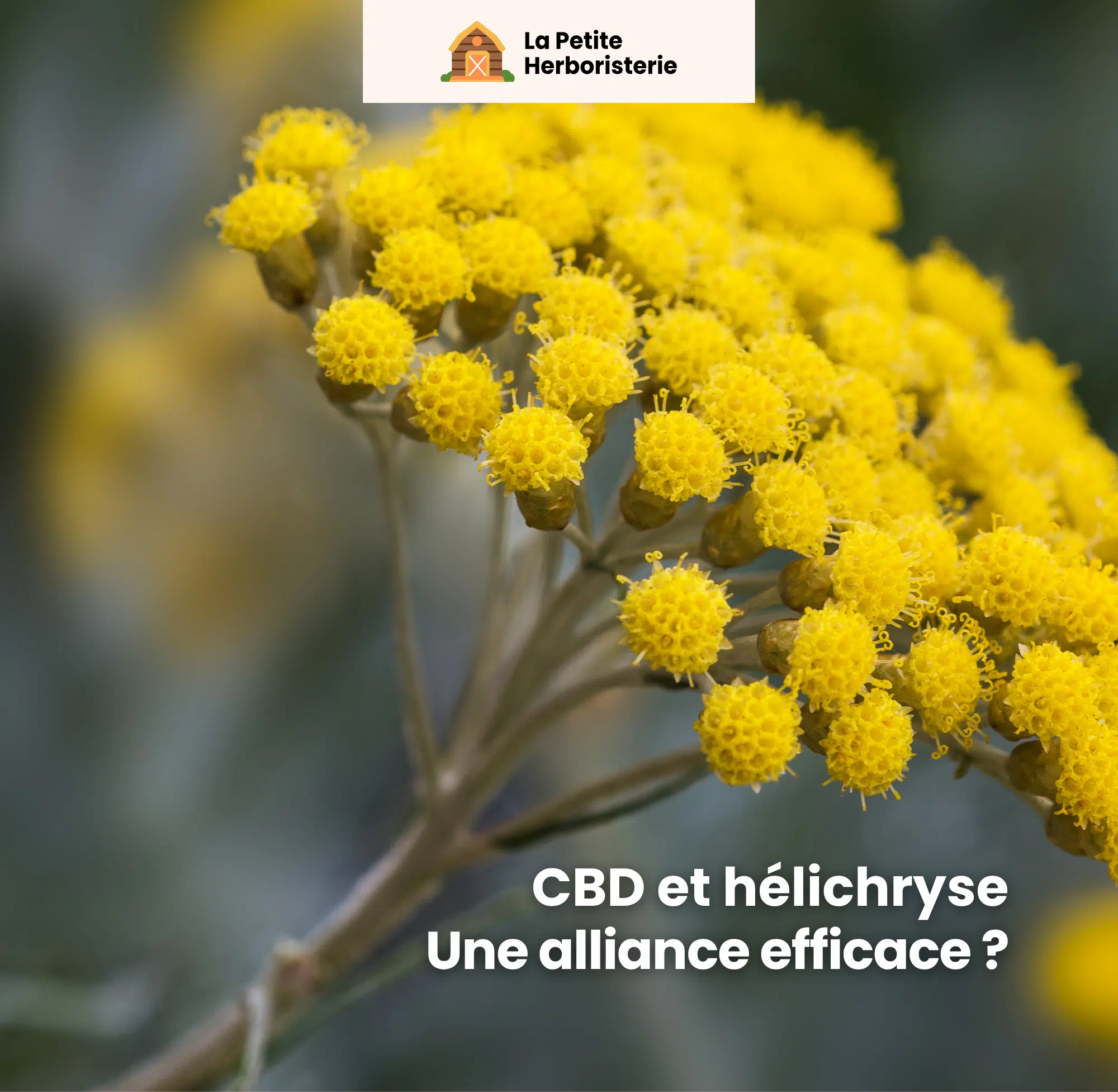 Hélichryse et cbd est-ce une alliance naturelle efficace