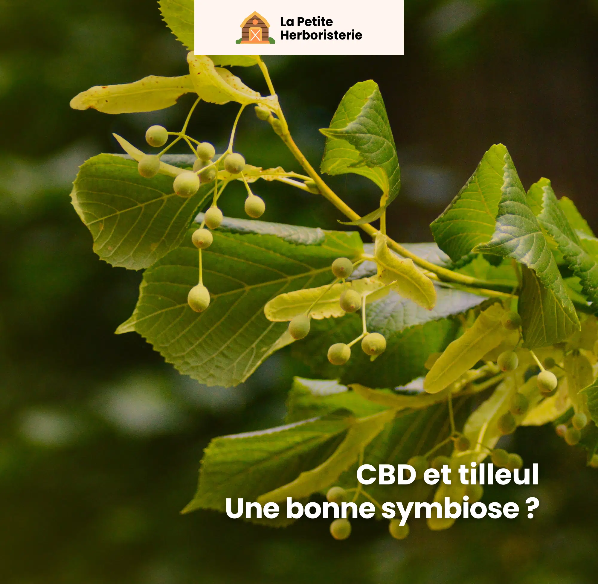 Tilleul et CBD une alliance naturelle efficace