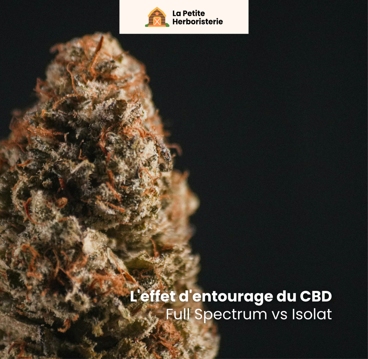 effet entourage CBD, CBD full spectrum entourage, CBD terpènes synergie, entourage effect CBD
