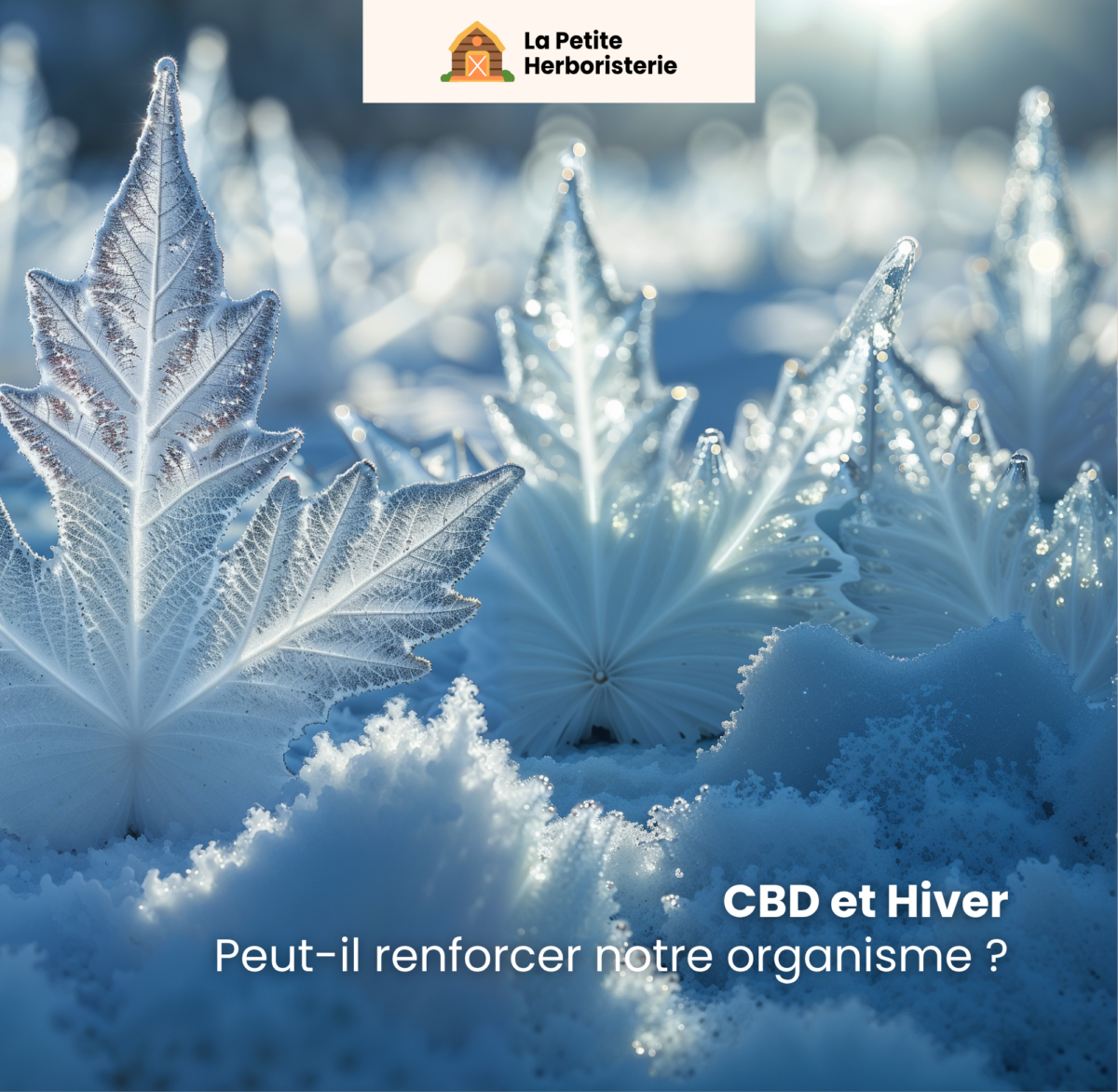 CBD immunité hiver