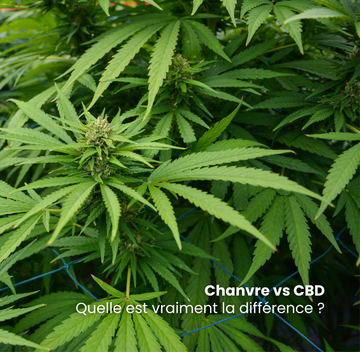 différence chanvre CBD, chanvre industriel vs CBD, CBD cannabis chanvre, chanvre vs cannabidiol