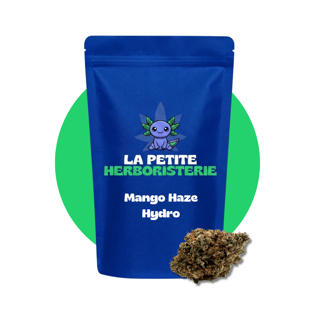 Mango Haze Hydroponie